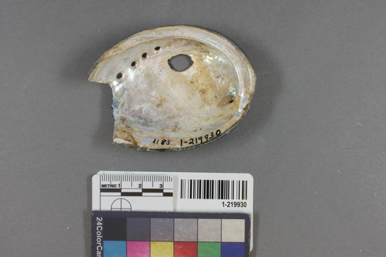 Hearst Museum object titled Shell fragment, accession number 1-219930, described as Worked.