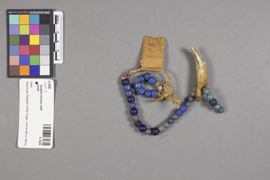 Hearst Museum object titled Necklace, accession number 5-1635, described as Chief necklace; leopard tooth, porcelain beads--blue grey; 14” circumference.