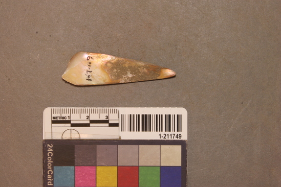 Hearst Museum object titled Shell fragment, accession number 1-211749, described as Triangular haliotis; fragmentary.