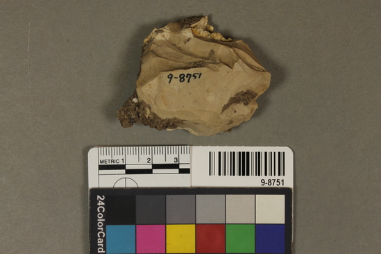 Hearst Museum object titled Chunk, accession number 9-8751, described as Chunk; cortex on 1 side; stepped facets on other;