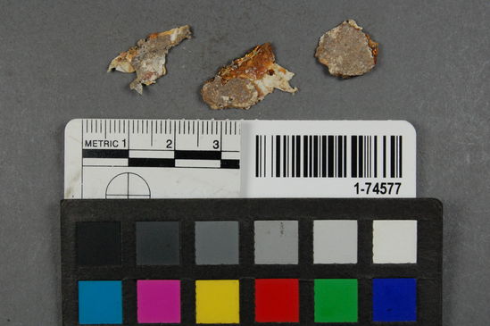 Hearst Museum object titled Shell fragment, accession number 1-74577, described as Clam shell frag. [Added in pencil: Pisnwelom Tivela stultorum]