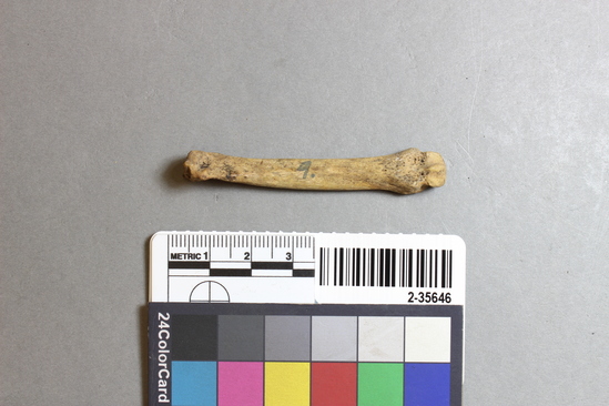 Hearst Museum object titled Mammal bone, accession number 2-35646, described as Sea otter metatarsal