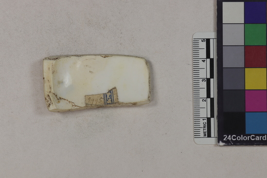 Hearst Museum object titled Worked shell, accession number 4-1995, described as Chisel-shaped cut piece of Conus fergusoni shell.