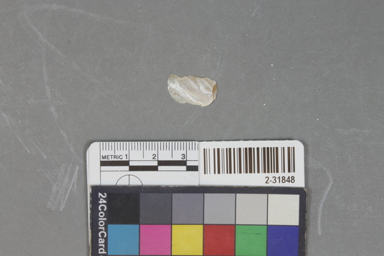 Hearst Museum object titled Shell fragment, accession number 2-31848, described as Shell; fragment