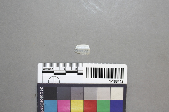 Shell fragment