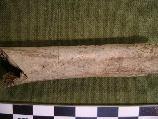 Hearst Museum object 8 of 11 titled Mammal bone, accession number 2-35875, described as Canis lupis ? Femoral diaphysis.