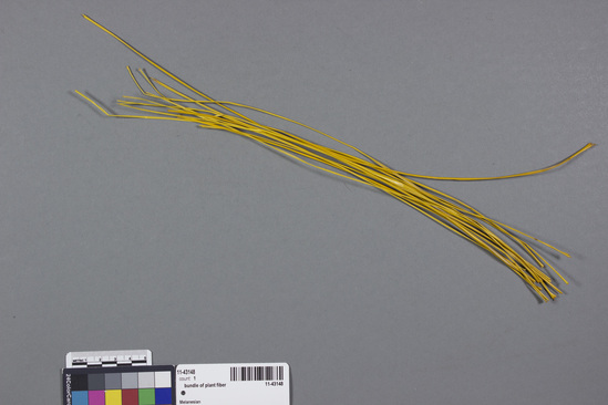 Hearst Museum object titled Bundle of plant fiber, accession number 11-43148, described as Plant fiber bundle. Strips from skin of pseubulb of dendrobium orchid. length - 34.0 cm., approx. Plant fiber. Collector states, "yellow grass for weaving nose sticks, king's spears, grows on top of banyan tree on high mountain, very hard to procure.