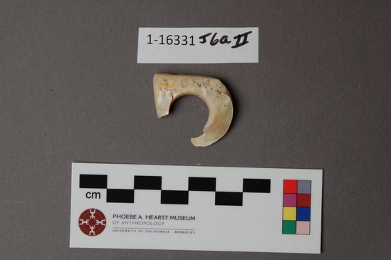 Hearst Museum object 2 of 2 titled Fishhook fragments, accession number 1-16331, described as Fragments of the same sort (as 16330, made from abalone shell).