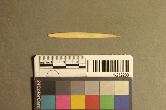 Hearst Museum object titled Fishhook, accession number 1-232299, described as Bone point for composite fish hook