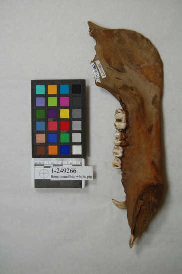 Hearst Museum object titled Faunal remains, accession number 1-249266, described as Bone: mandible; whole; pig Right pig mandible displaying tongue butchering