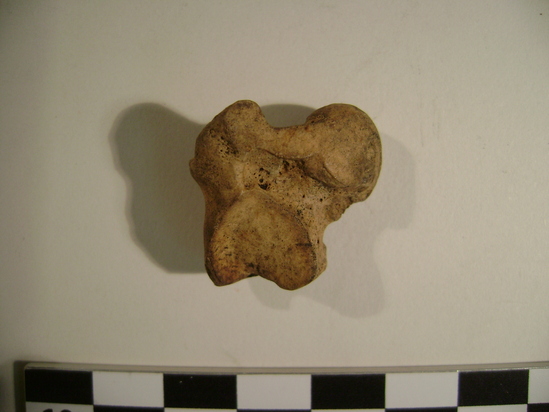 Hearst Museum object 7 of 7 titled Faunal remains, accession number 2-35432, described as Unidentified calcaneum/calcaneus.