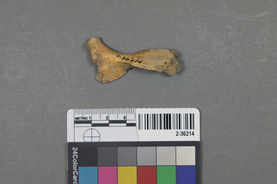 Hearst Museum object titled Mammal bone, accession number 2-36214, described as Sea otter, juvenile, left humerus.