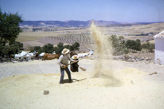 Hearst Museum object titled Color slide, accession number 25-20568, described as 35mm color transparency slide: Spanish Agriculture. Spain: Near Ronda. Winnowing Grain.