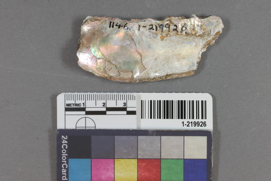 Hearst Museum object titled Shell fragment, accession number 1-219926, described as Worked.