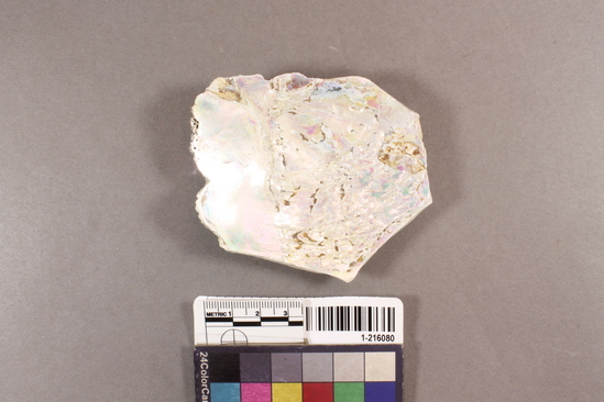 Hearst Museum object titled Shell fragment, accession number 1-216080, described as Haliotis shell frag.