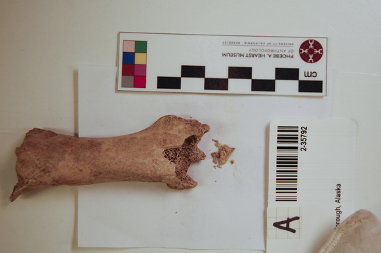 Hearst Museum object 13 of 16 titled Mammal bone, accession number 2-35792, described as Sea otter, left femur.