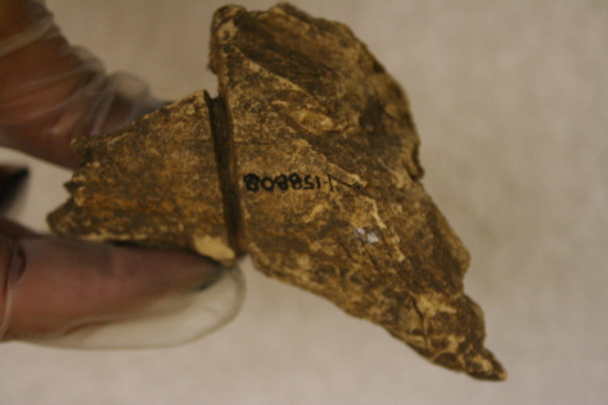 Hearst Museum object 2 of 7 titled Worked bone, accession number 1-158808, described as Worked, piece of, elk.  Note grooved end.