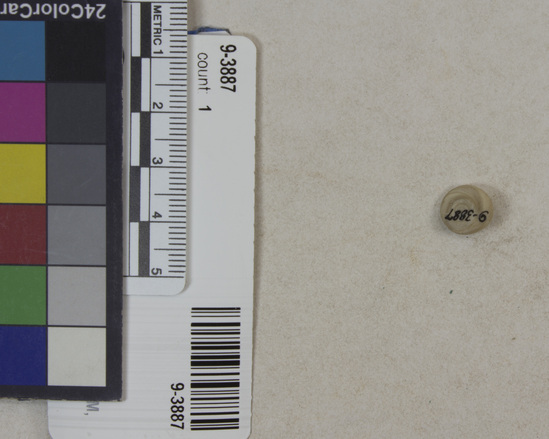 Hearst Museum object titled Fossil shell, accession number 9-3887, described as Fossil shell