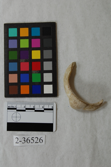 Hearst Museum object titled Worked shell, accession number 2-36526, described as Worked shell fragment