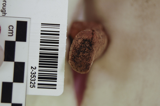 Hearst Museum object 12 of 13 titled Mammal bone, accession number 2-35325, described as Sea otter, right femur fragment