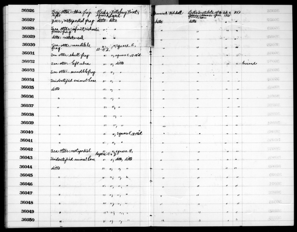 Documentation associated with Hearst Museum object titled Faunal remains, accession number 2-36048, described as Unidentified animal bone. Phalanx fragment.