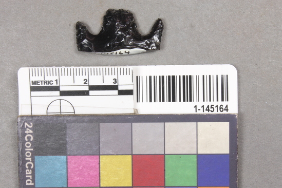 Hearst Museum object titled Point fragment, accession number 1-145164, described as Barb of obsidian point.