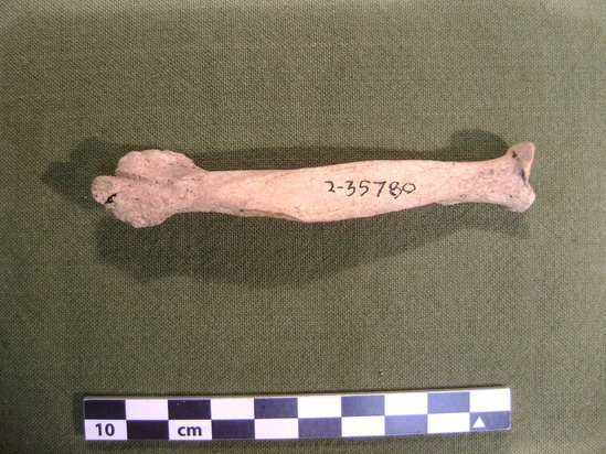 Hearst Museum object 3 of 3 titled Mammal bone, accession number 2-35780, described as Sea otter, left radius.