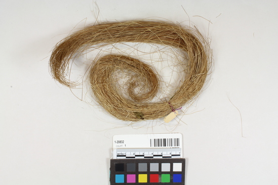 Hearst Museum object titled Iris fiber, accession number 1-20832, described as Iris fiber.