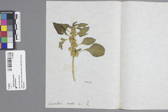 Hearst Museum object titled Herbarium specimen, accession number 11-39303, described as Botanical sample; Amaranthus. From the Flora Malesiana project.
