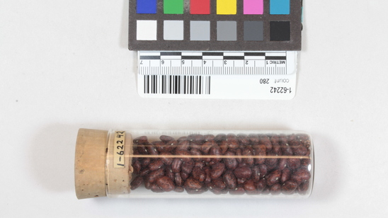 Hearst Museum object titled Bean, accession number 1-62242, described as Bean sample, brown speckled. 1-62240-62243 are Phaseolus acutifolius of four types.  Found in cooking pot in cave. 1 jar