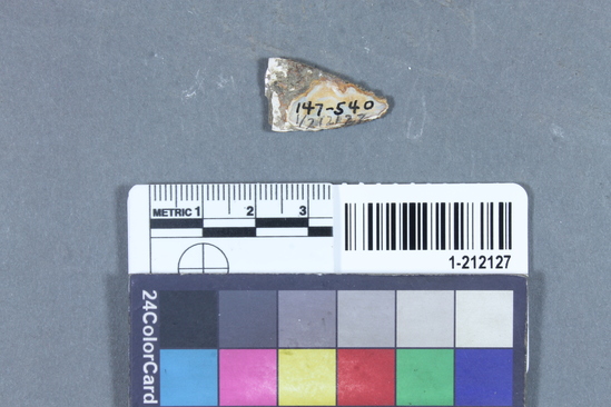 Hearst Museum object titled Shell fragment, accession number 1-212127, described as Triangular haliotis.