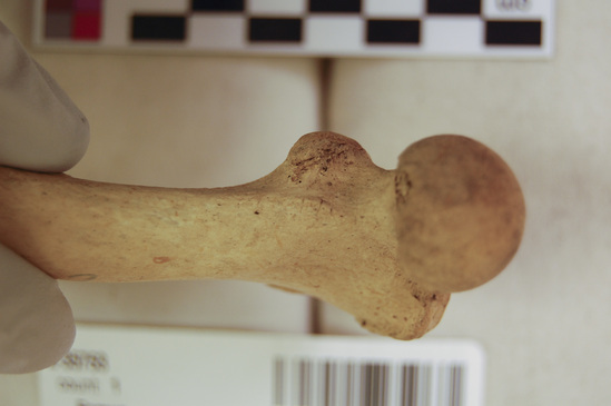 Hearst Museum object 12 of 14 titled Mammal bone, accession number 2-35753, described as Sea otter, left femur.