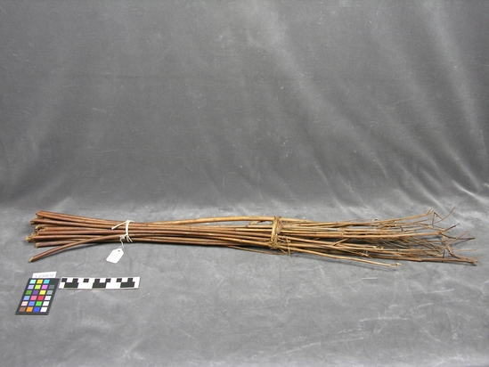 Hearst Museum object titled Cordage material, accession number 1-230632, described as Apocynum cannabinum stems, bundle.