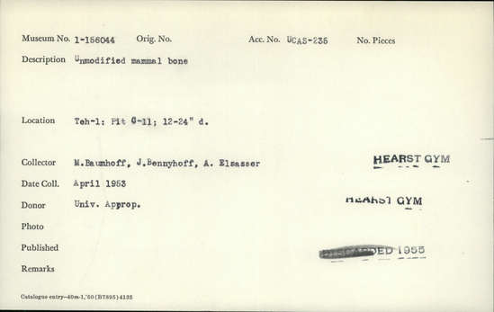 Documentation associated with Hearst Museum object titled Faunal remains, accession number 1-156044, described as Unmodified, mammal.