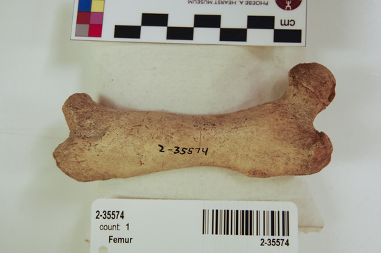 Hearst Museum object 21 of 21 titled Mammal bone, accession number 2-35574, described as Sea otter, left femur.