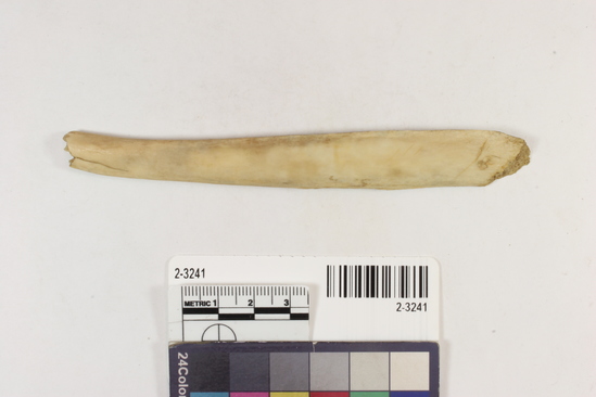 Hearst Museum object titled Bone tool, accession number 2-3241, described as Fiber stripper, made from a deer rib.