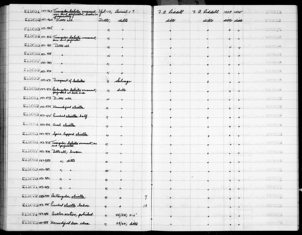 Documentation associated with Hearst Museum object titled Shell fragment, accession number 1-212059, described as Haliotis shell fragment