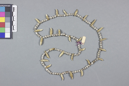 Hearst Museum object 2 of 2 titled Necklace, accession number 11-377, described as Thin necklace of teeth and shells.