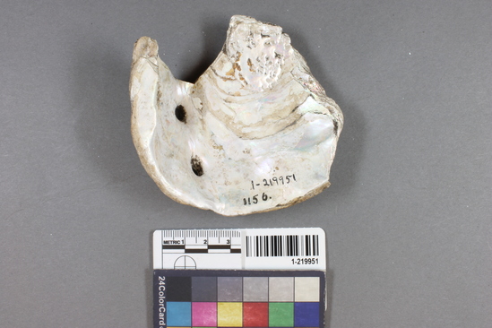 Hearst Museum object titled Shell fragment, accession number 1-219951, described as Worked?