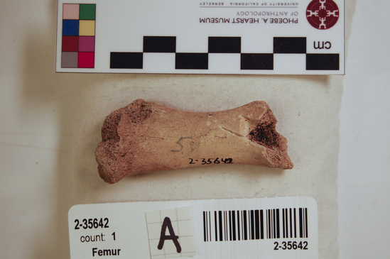 Hearst Museum object 3 of 16 titled Mammal bone, accession number 2-35642, described as Sea otter, juvenile left femur