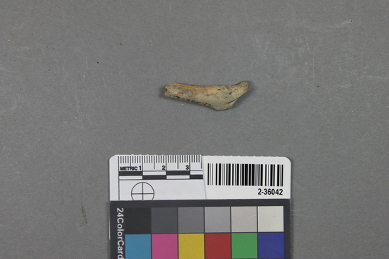 Hearst Museum object titled Mammal bone, accession number 2-36042, described as Sea otter, metapodial fragment.