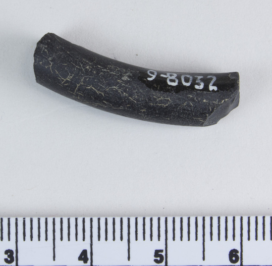 Hearst Museum object 4 of 6 titled Bracelet fragment, accession number 9-8032, described as Glass bracelet frag.; opaque black, twisted curved rod; 18 x 7 mm.