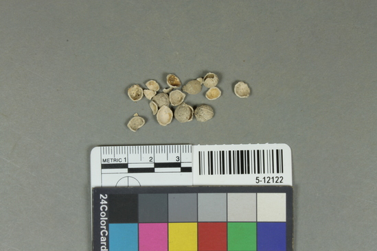 Hearst Museum object titled Seeds, accession number 5-12122, described as Seeds, Africa; Mali, Tilemsi Valley, Karkarichinkat; Nord; Sample 2B; 30-40 cms. February, 1972. 5-12122, acc no. 3001. Collector: Andrew Smith. Donor: University appropriation. Attributions of dates, culture and use: Neolithic, 2200 to 1360 B.C. Description: Seeds- Coltis integrifolia. Published: Smith, Andrew; Adrar Bous and Karkarichinkat: examples of post-Paleolithic human adaptation in the Saharan and Sahel zones of West Africa. Unpublished doctoral dissertation, U.C. Berkeley, June, 1974