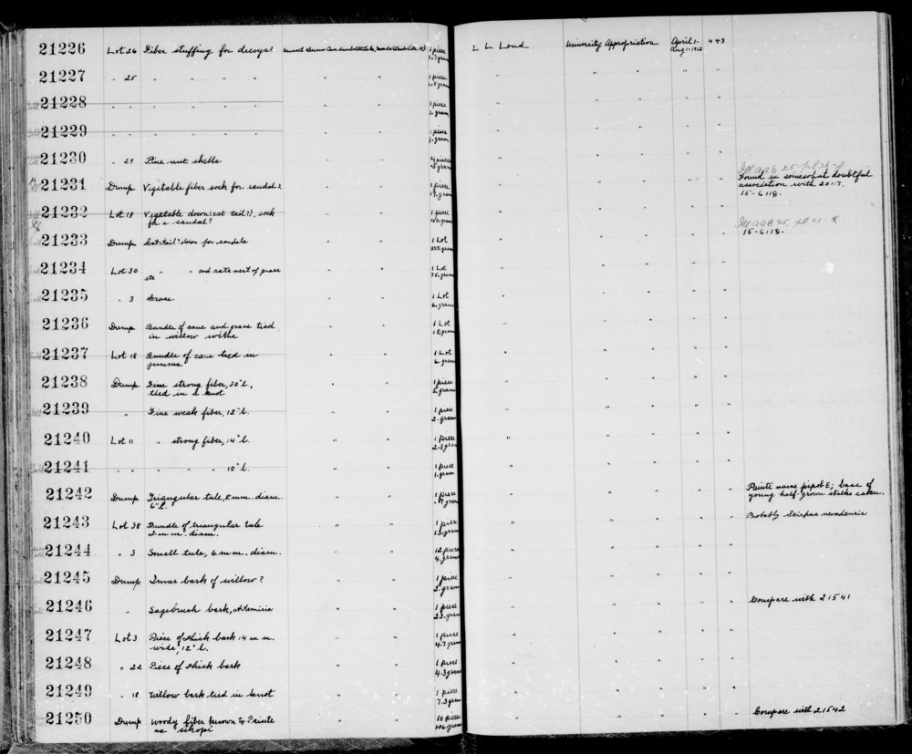 Documentation associated with Hearst Museum object titled Bark, accession number 1-21246, described as Sagebrush bark, Artemisia. Compare with 21541. Half sold.