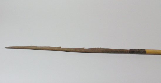 Hearst Museum object 1 of 2 titled Arrow, accession number 16-437, described as Arrow, barbed hardwood point, cane shaft, feathers in poor condition.