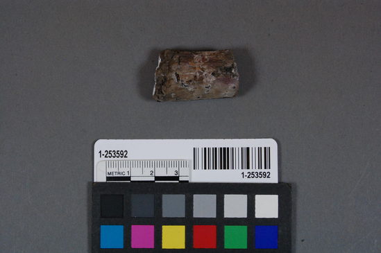 Hearst Museum object titled Cork, accession number 1-253592, described as wood cork