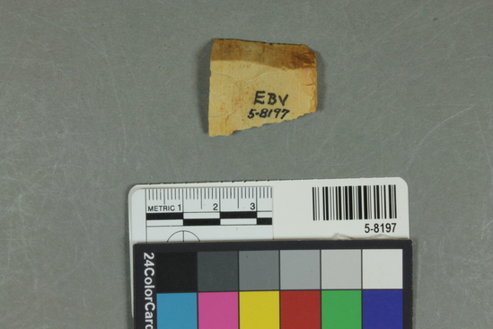 Hearst Museum object titled Flake, accession number 5-8197, described as Flake; rectangular outline; natural planar back; secondary flaking to one thin edge; length 2.9 cm