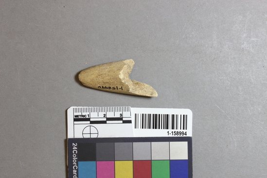 Hearst Museum object titled Worked bone, accession number 1-158994, described as Worked, fragment, possible wedge