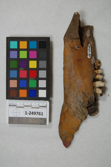 Hearst Museum object titled Bone, teeth, accession number 1-249761, described as Bone: mandible, fragment(s), tooth/teeth