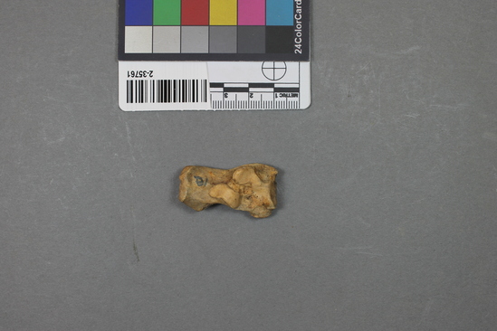 Hearst Museum object titled Mammal bone, accession number 2-35761, described as Sea otter calcaneum/calcaneus.